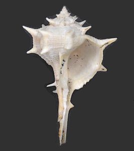 Murex (Bolinus brandaris)